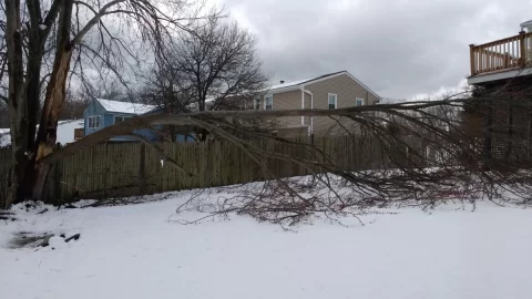 [Hearth.com] Tree fell - need a plan to cut it up