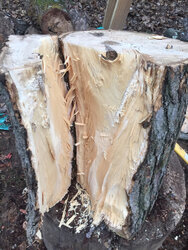 This is some gnarly hickory or walnut!