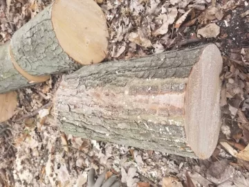 [Hearth.com] Hickory?