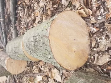 [Hearth.com] Hickory?
