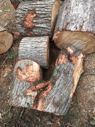 Just split help - pine? Maple? Hickory?