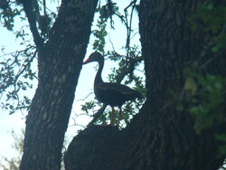 Male Pileated Woodpecker at our feeder