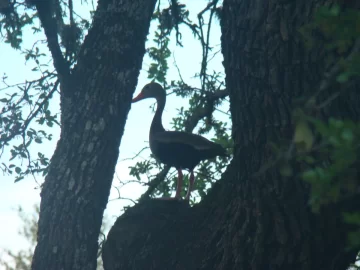 [Hearth.com] Male Pileated Woodpecker at our feeder