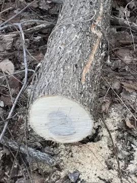 [Hearth.com] Need help tree identifying