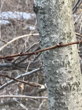 [Hearth.com] Need help tree identifying