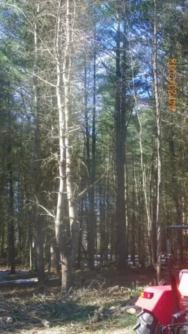 [Hearth.com] More Shoulder Season Wood