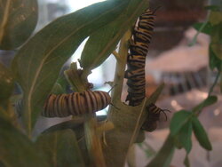 Antelope Horns and Monarchs