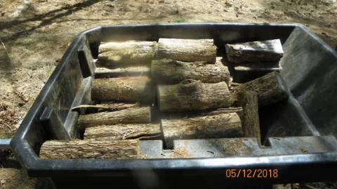 [Hearth.com] American Hophornbeam