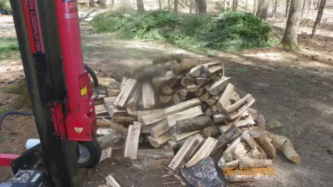 [Hearth.com] American Hophornbeam