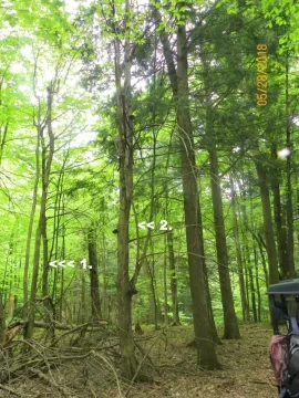[Hearth.com] American Hophornbeam