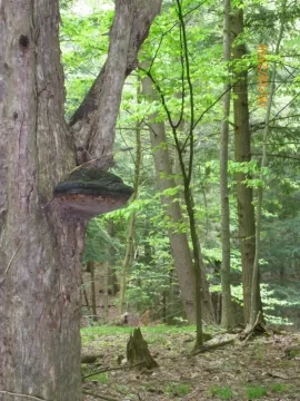 [Hearth.com] American Hophornbeam