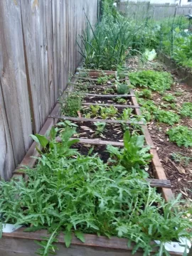 [Hearth.com] 2018 garden thread!