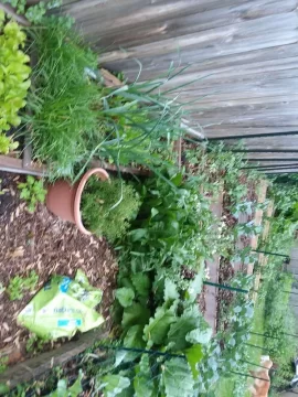 [Hearth.com] 2018 garden thread!