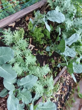 [Hearth.com] 2018 garden thread!