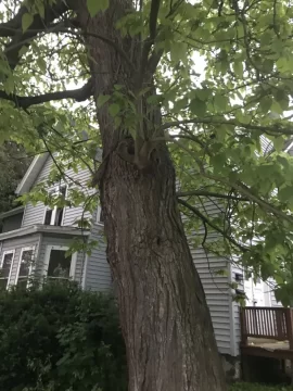 [Hearth.com] Town Tree Id