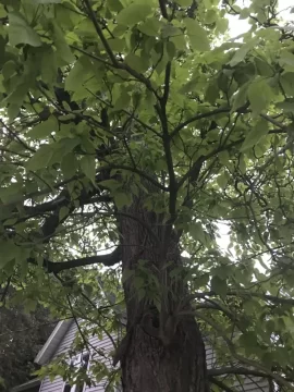 [Hearth.com] Town Tree Id