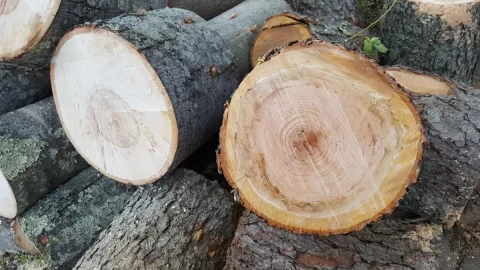 [Hearth.com] Maple and what kind of oak?