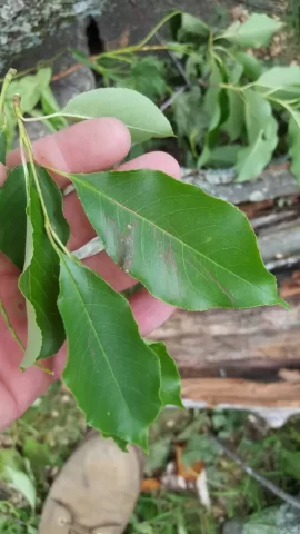 [Hearth.com] Maple and what kind of oak?