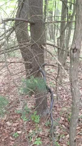 [Hearth.com] I made a new friend stacking wood this evening