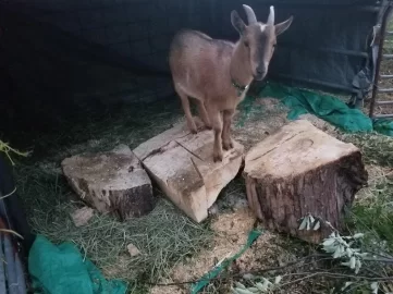 [Hearth.com] Goat Rental