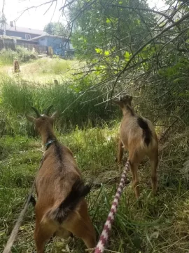 [Hearth.com] Goat Rental