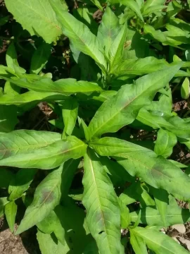 [Hearth.com] 2018 garden thread!