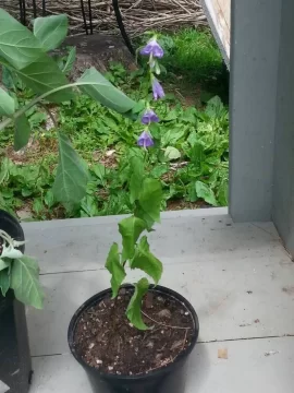 [Hearth.com] 2018 garden thread!