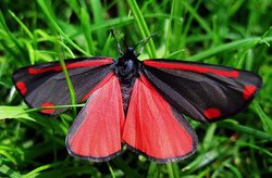 Cinnibar-Moth.jpg