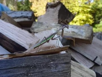 [Hearth.com] I made a new friend stacking wood this evening