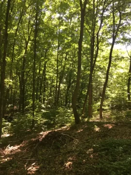[Hearth.com] Best approach to taking down this downhill leaner