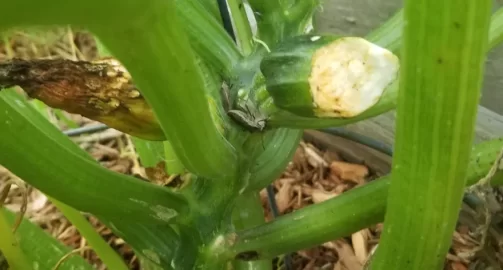 [Hearth.com] 2018 garden thread!