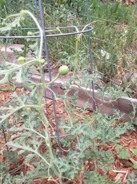[Hearth.com] 2018 garden thread!