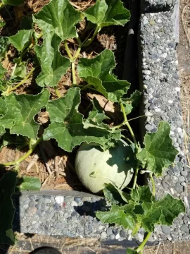 [Hearth.com] 2018 garden thread!