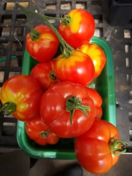 [Hearth.com] 2018 garden thread!