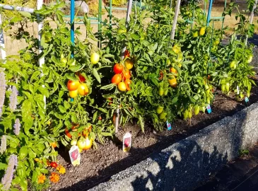 [Hearth.com] 2018 garden thread!