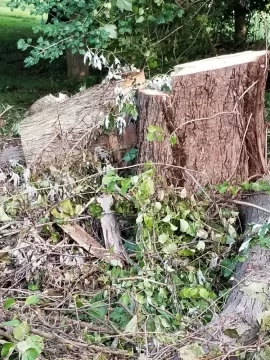 [Hearth.com] Tree ID please