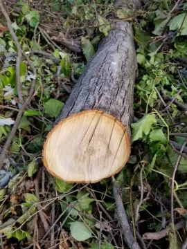 [Hearth.com] Tree ID please