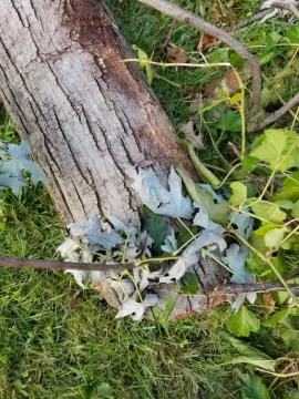 [Hearth.com] Tree ID please