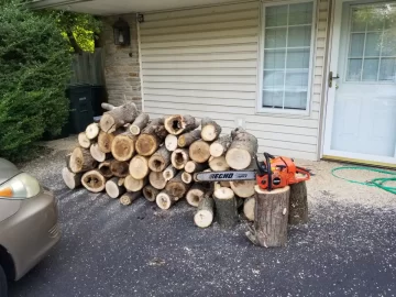 [Hearth.com] Tree ID please