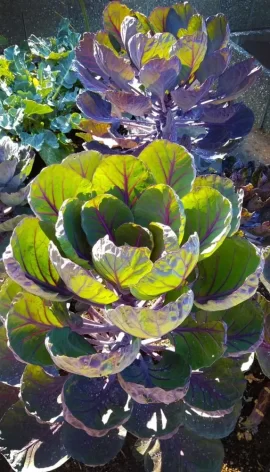 [Hearth.com] 2018 garden thread!