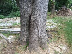 Tree cut down, triggers tons of work