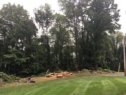 Tree cut down, triggers tons of work
