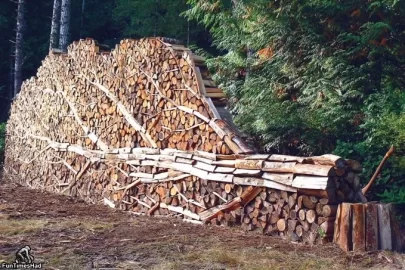 [Hearth.com] Tree down, Ready to burn