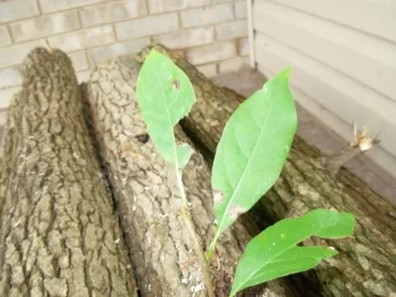 [Hearth.com] Wood ID