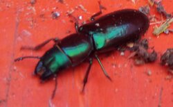 Beetle ID