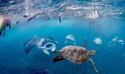 plastic-turtle-manta-ray-ocean-trash-challenge-one-breath-photo.jpg