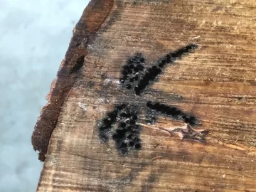 [Hearth.com] Identify this insect