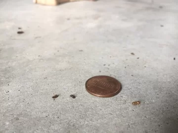 [Hearth.com] Identify this insect