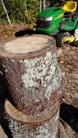 [Hearth.com] Free Wood ID