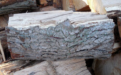 Unidentified oak